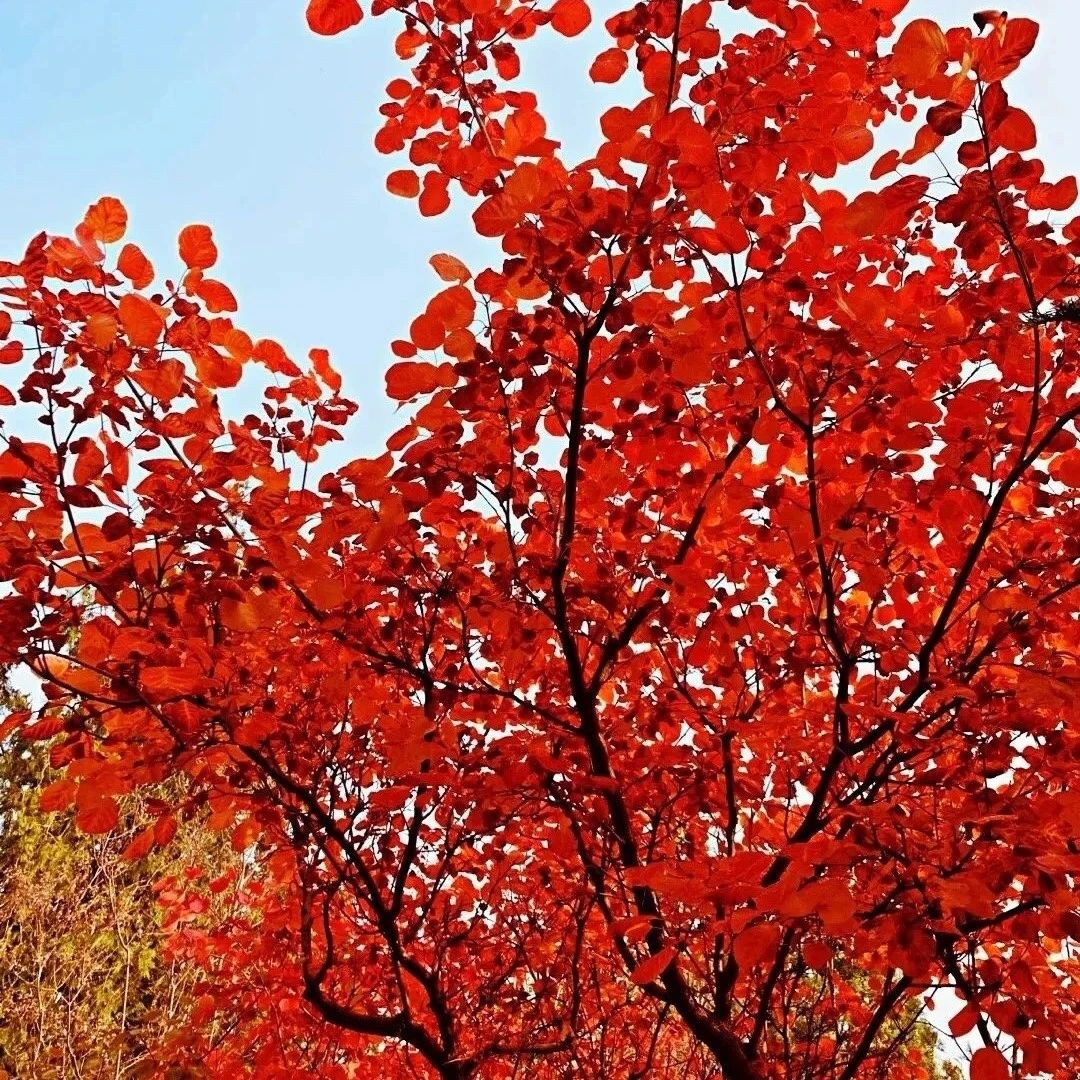 坡峰岭！漫山红叶等你来 [周六、周日]