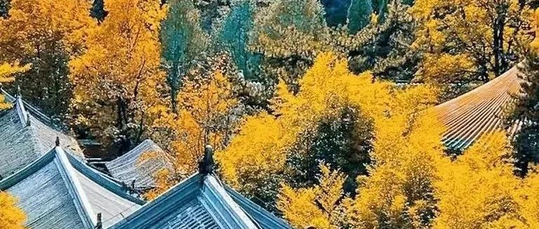 中级挑战 | 11.09 周六 | 京西银杏之旅，四寺连穿