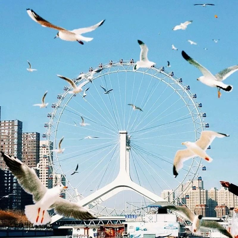 天津海鸥｜西伯利亚海鸥来袭-滨海看海鸥-打卡古文化街-意式风情区-五大道