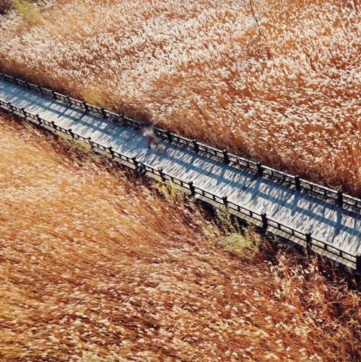 野鸭湖！浪漫芦苇荡 [周六、周日]
