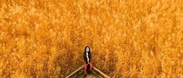 小众网红摄影地野鸭湖 浩瀚芦苇荡 永宁古城闲游 柳沟豆腐宴