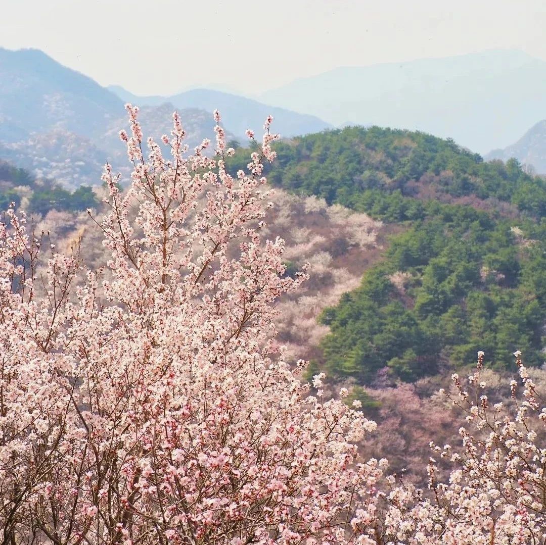 入门休闲 | 3.22 周六 | 大庄科长城