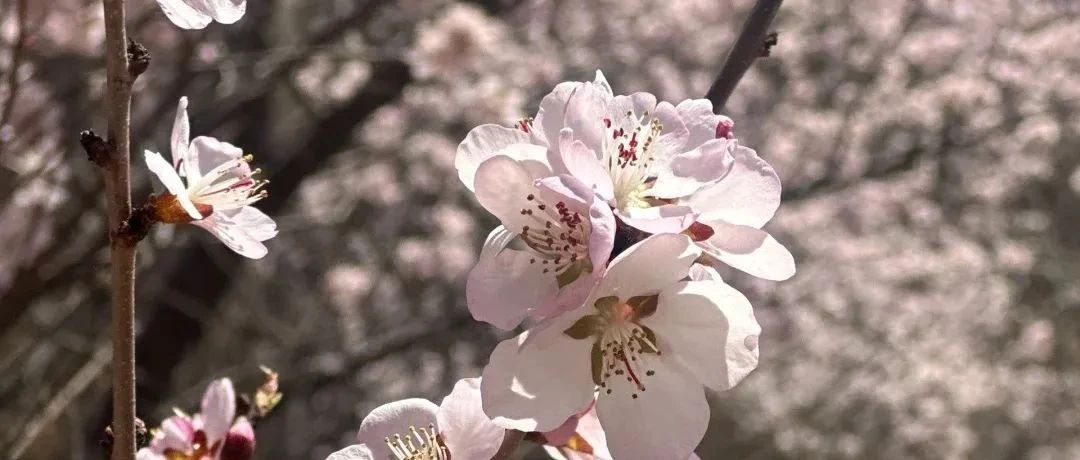 入门休闲 | 3.30 周日 | 凤凰岭-白虎涧徒步赏花