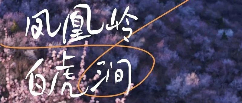 特价49 凤凰岭-白虎涧 赏漫山桃花 | 北京后花园