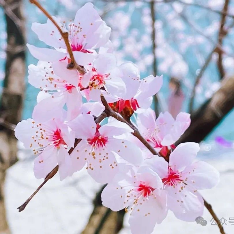 水长城！塞外江南~赏花休闲！[周六、周日]