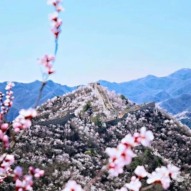 鹞子峪-麟龙山！赏花徒步 [周六、周日]