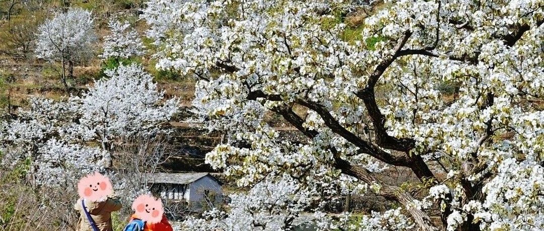 梨花梯田！大滩-杏黄赏花徒步 [周六、周日]