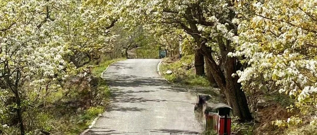 初级适度 | 4.13 周日 | 梨花顶徒步