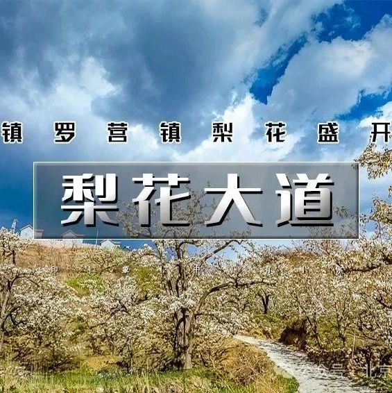 「梨花大道」4.12/4.13 | 镇罗营万亩梨花-迎来最佳赏花期-7公里休闲徒步