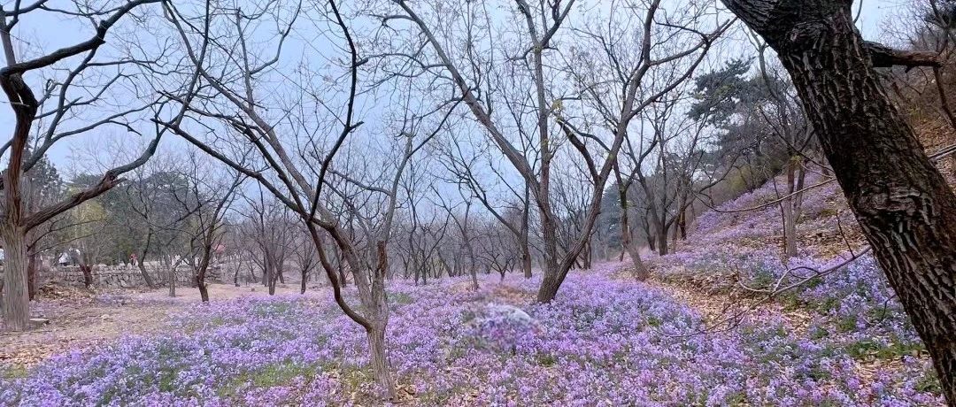 初级适度 | 4.19周六 | 大北梁~延寿寺赏杜鹃花