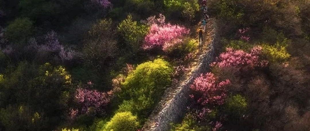 入门休闲 | 5.4 假期 | 徒步陈家堡罗锅长城，邂逅古长城与榆叶梅的绝美之境