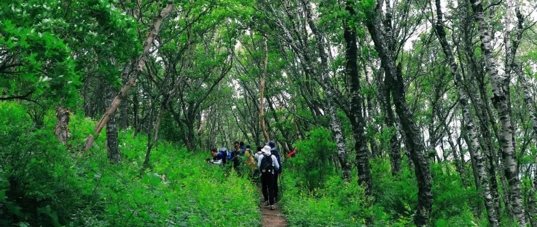 热门活动-初级适度丨6.1周日 丨京西千米峰黄花梁 高山花海 避暑纳凉