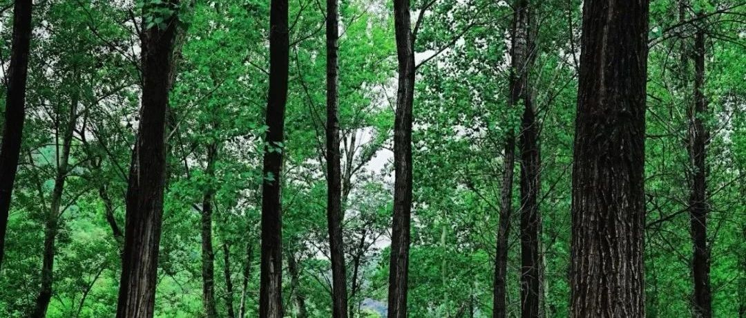 入门休闲 | 6.21周六 | 徒步戏水翠鸟谷,悠悠石涧草木深