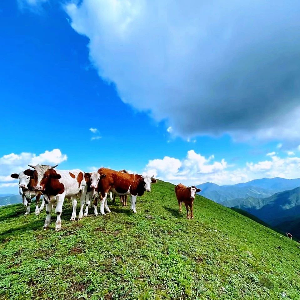 天马草原徒步！远眺白谷查山 [周六]