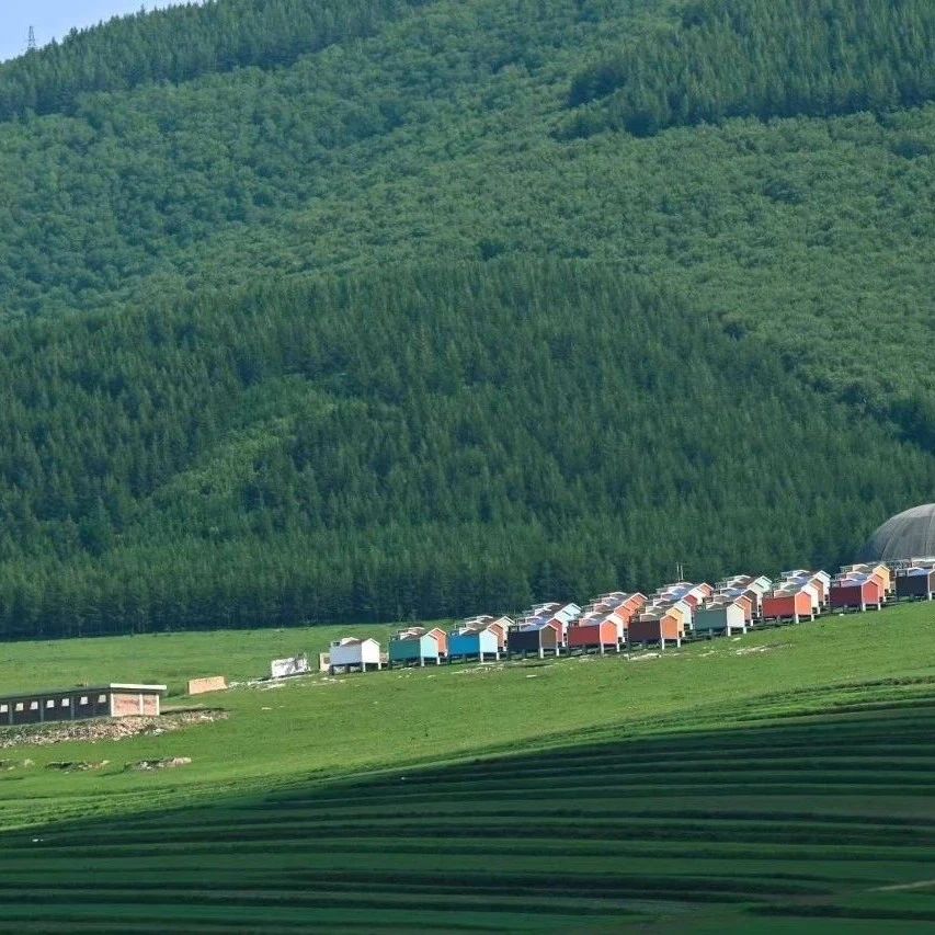 入门休闲 | 8.9周六 | 「油画世界」桦皮岭松林草甸徒步