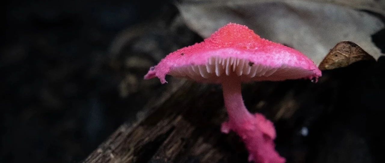 热门活动-初级进阶 | 8.23周六 | 探索暴雨顶，蘑菇研学