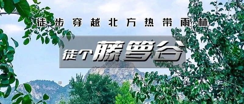 「藤萝谷」9.6/9.7 | “猕猴桃熟了”の北方『热带雨林』冷水峪-河防口-九谷口 8公里经典穿越