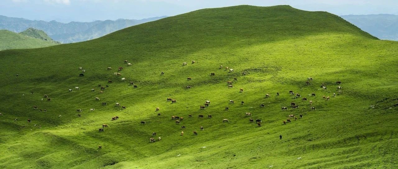 【已成行】初级适度 | 8.30 周六 | 饮牛渠「看呐 满坡的牛」