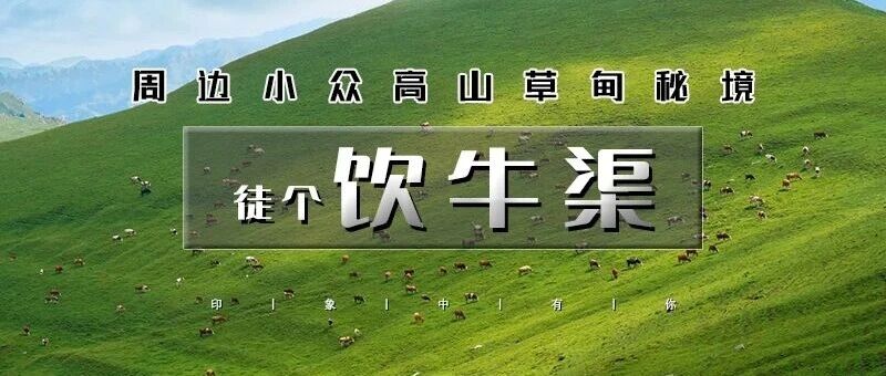 「特惠-饮牛渠」9.27/国庆1日 | 小众高山草甸秘境の饮牛渠-漫山野花+溪流牛羊+空中草原徒步穿越14公里<初级>