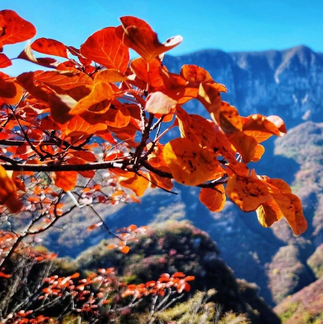 热门活动-药王谷！秘境~漫山红叶 [周六、周日]