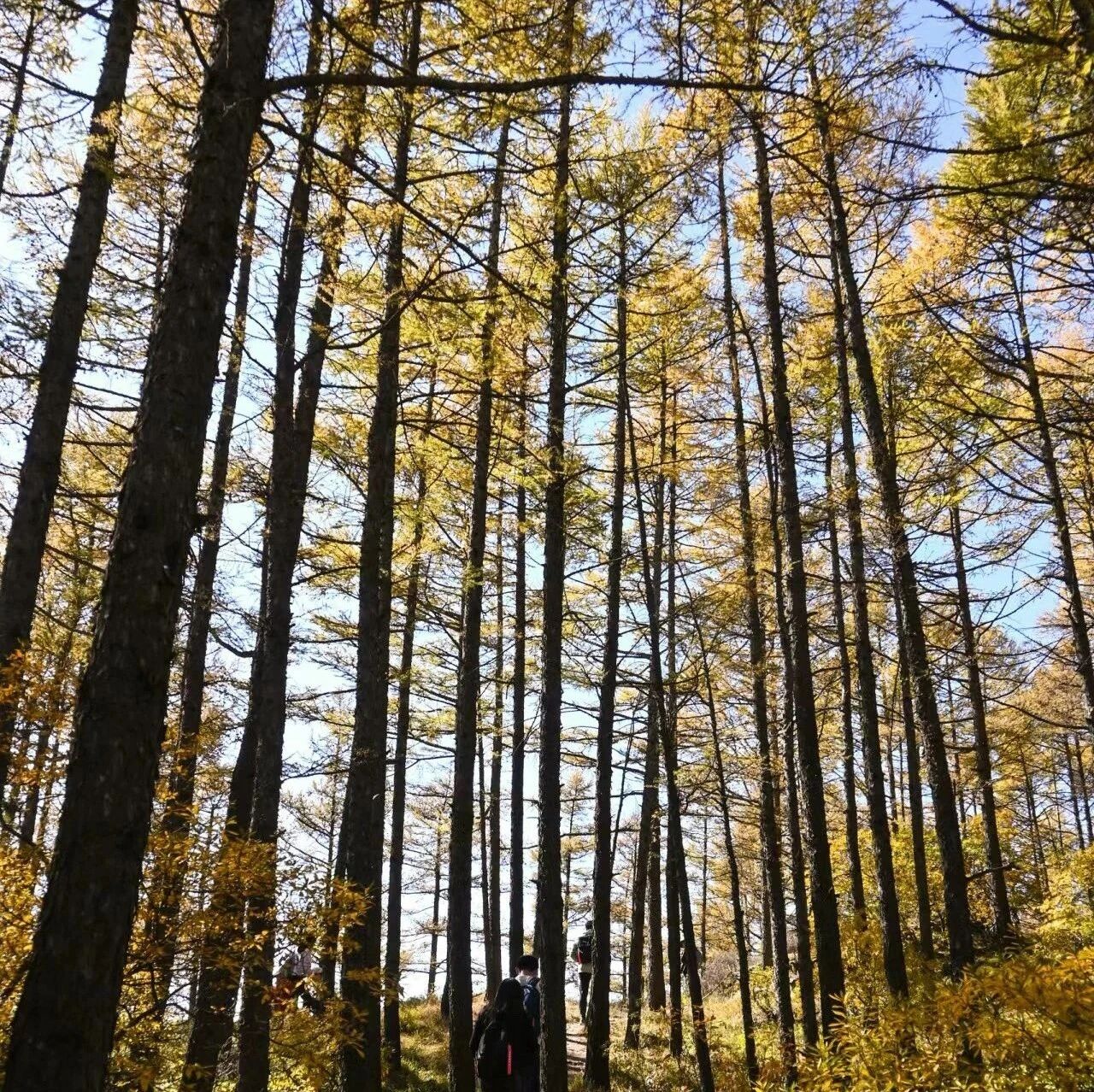 热门活动-秋林铺-百花山徒步 [周六]