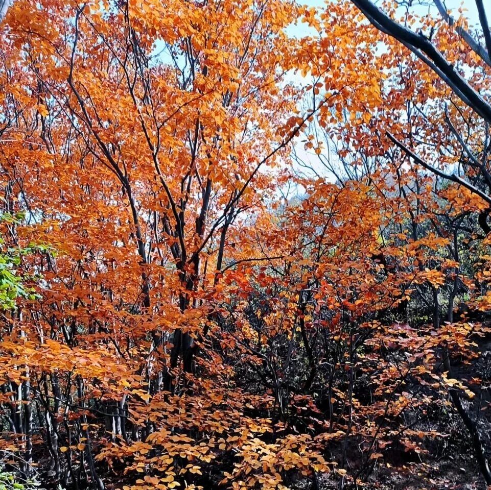 热门活动-莲花滩秋色休闲徒步！森林溪水~山野秘境 [周六]