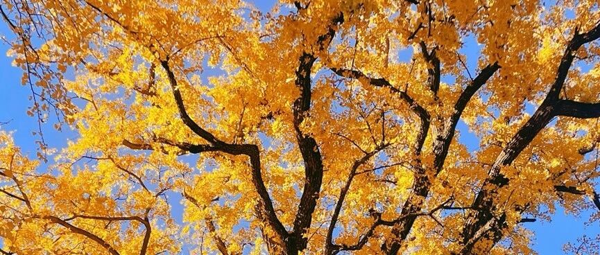 活动封面-【中级】11月1日：北京银杏之旅 崇化寺—广化寺—广慧寺—潭柘寺穿越「最佳观赏季」