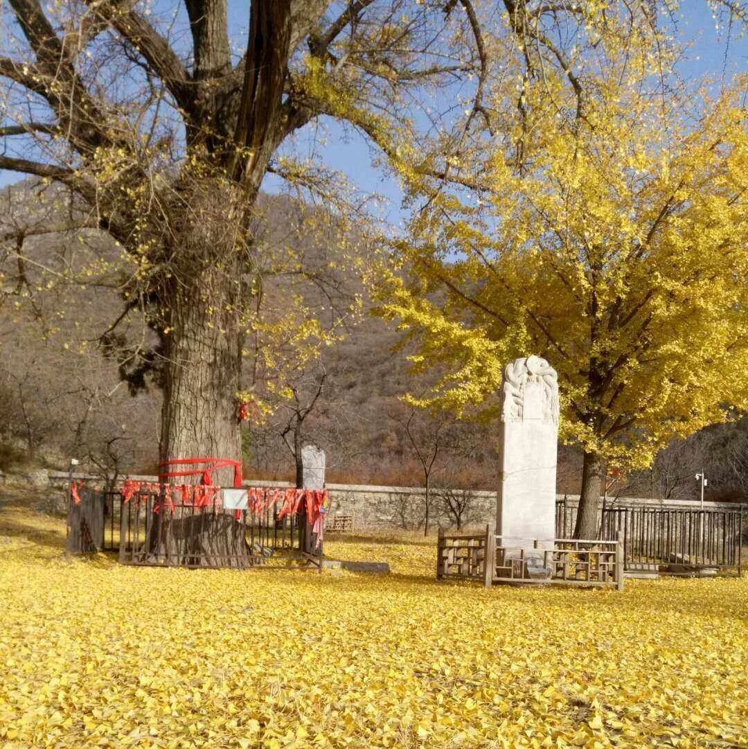 热门活动-【初级】11月1日：【十字寺】寻古赏银杏 金祖山-金陵遗址-三盆水-十字寺遗址
