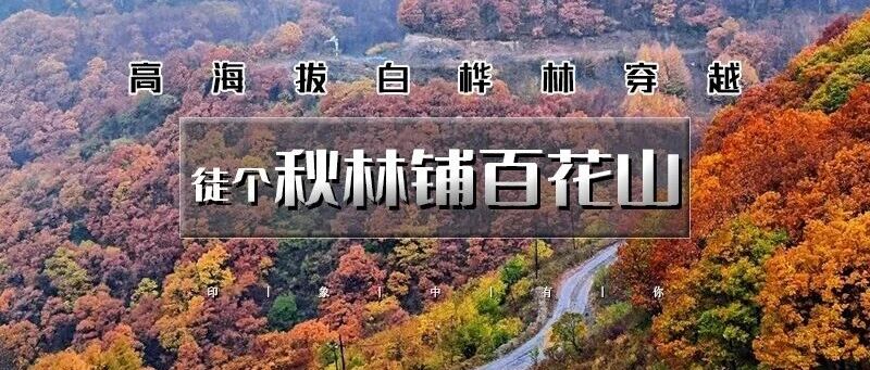 热门活动-秋林铺-百草畔-百花山の茂密白桦林一幅油彩画-12公里穿越