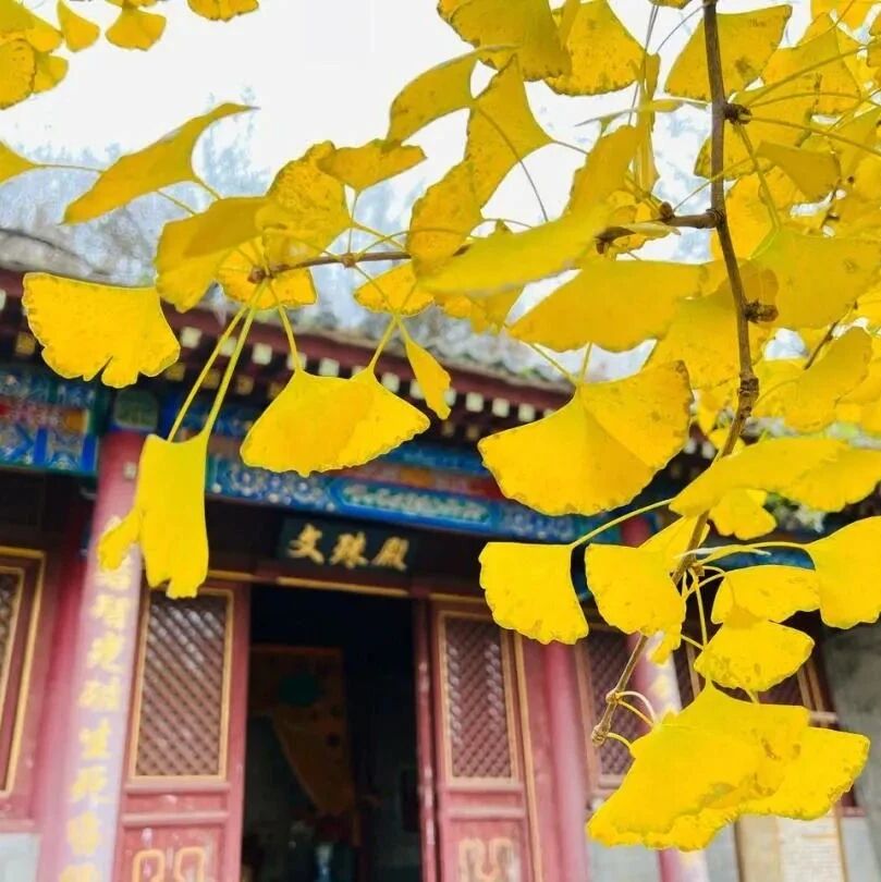 活动封面-【初级入门】11月9日：千层岩-定都阁-广慧寺-潭柘寺穿越「新人友好」「千年银杏」