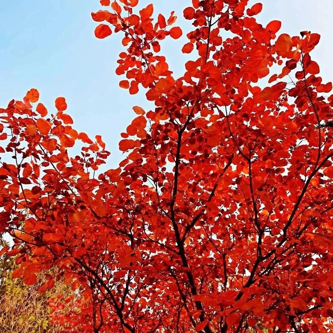 热门活动-坡峰岭！漫山红叶等你来 [周六、周日]