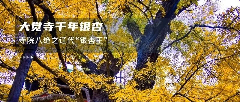 鲜为人知广化寺遗址古银杏-探访千年古银杏 京门铁路-西山古道-琉璃渠+大觉寺银杏