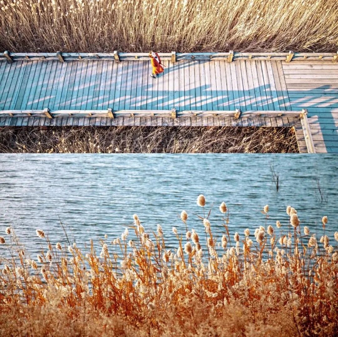 热门活动-野鸭湖！浪漫芦苇荡+永宁古城 [周六、周日]