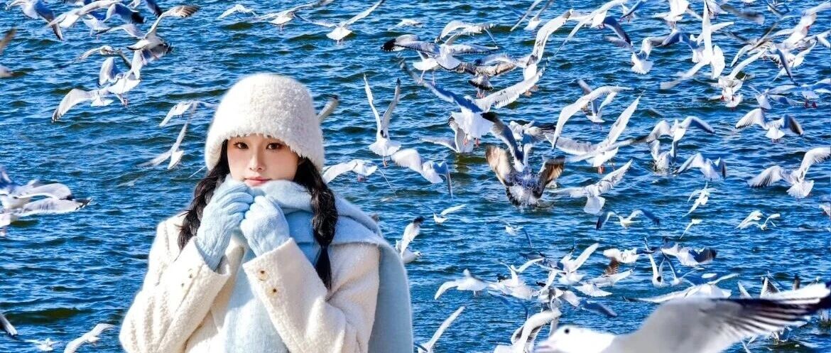 热门活动-天津海鸥｜西伯利亚海鸥来袭-滨海看海鸥-打卡古文化街-意式风情区-五大道