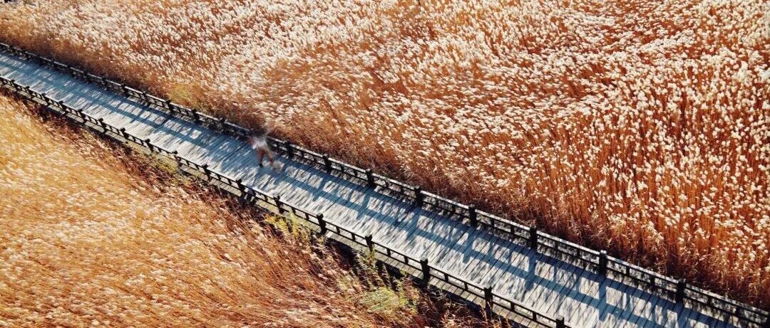 野鸭湖！浪漫芦苇荡+永宁古城 [周六、周日]