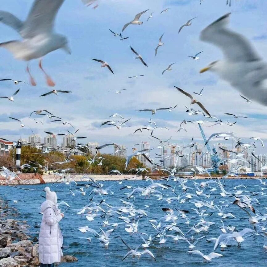 活动封面-【休闲】12月27日：天津观海鸥「西伯利亚的浪漫」