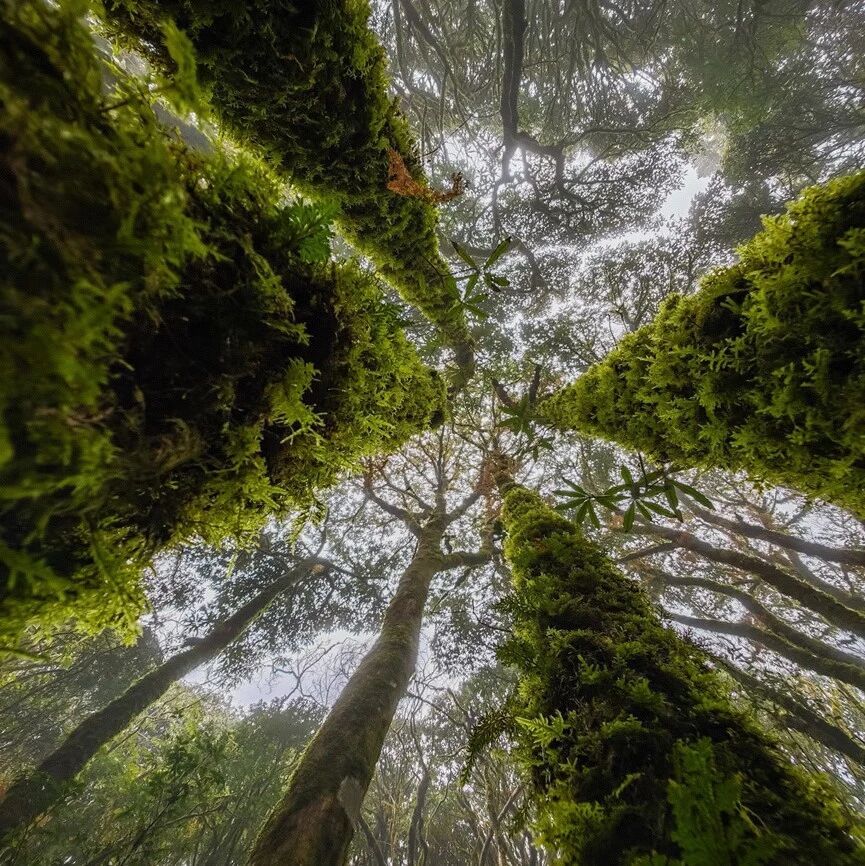 热门活动-【云南特辑】1月17日-1月18：爆火路线 探秘哀牢山「轻装住宿」「不用请假」「机票便宜」