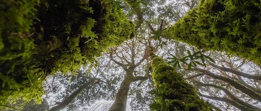 活动封面-【春节特辑|云南】【火车/飞机】2月18日-2月22日：哀牢山-景迈山-西双版纳