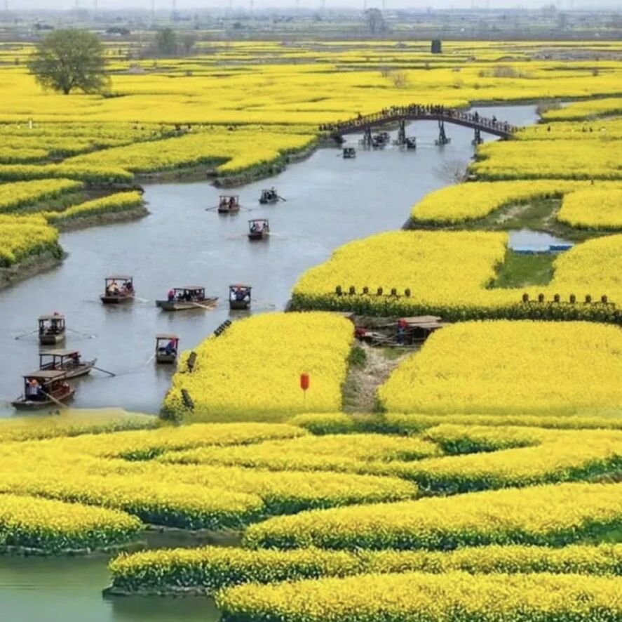 【烟花三月下扬州】3月14-15日：扬州「最美赏花季」「瘦西湖」「兴华千垛油菜花」「鼋头渚中国最美樱花」「2天1晚酒店