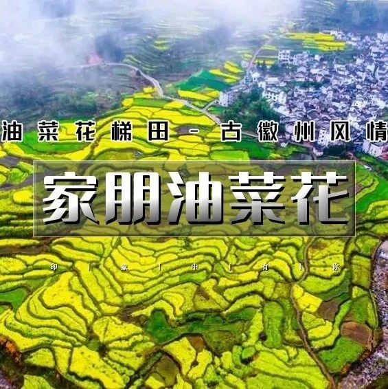 周末 徽杭古道-龙川古镇-家朋油菜花｜小众赏花徒步线路-家朋油菜花