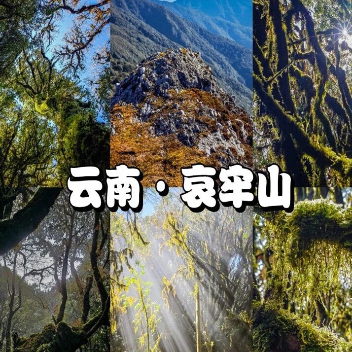 活动封面-【已成行】【云南哀牢山】3月7日-8日：爆火路线 探秘哀牢山「轻装住宿」「不用请假」「机票便宜」