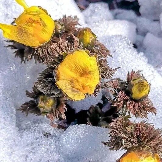 寻找冰凌花 郭家湾 户外初级9公里徒步