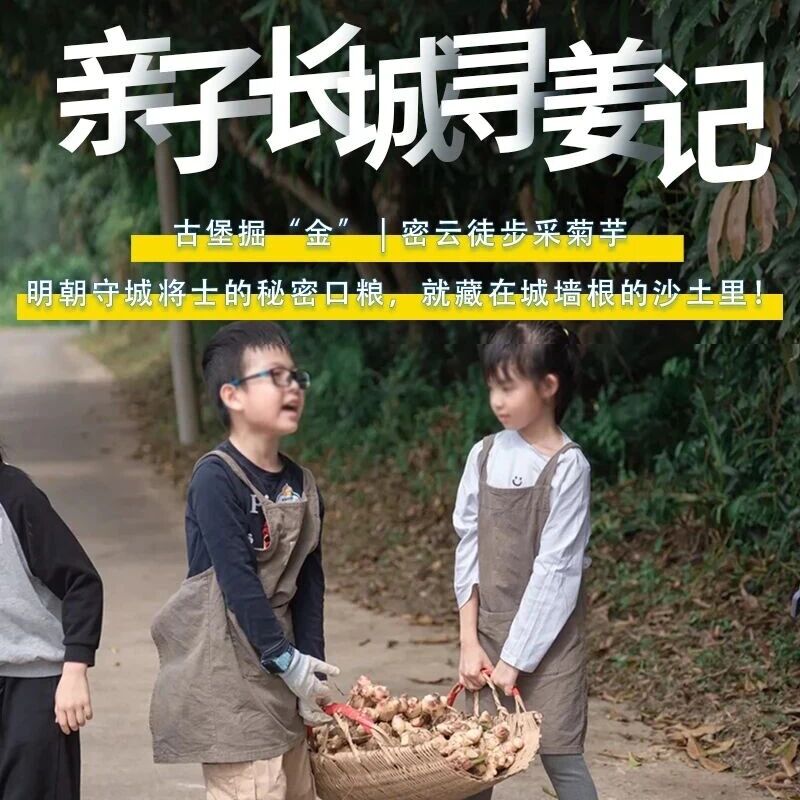 亲子•密云古堡掘“金”｜密云徒步赏花-古堡脚下掘“金”-当一日“戍边采姜人”