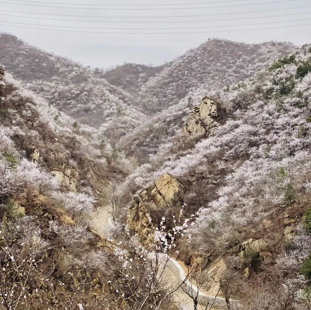 热门活动-【初级】3月14日：望宝川「山花浪漫」