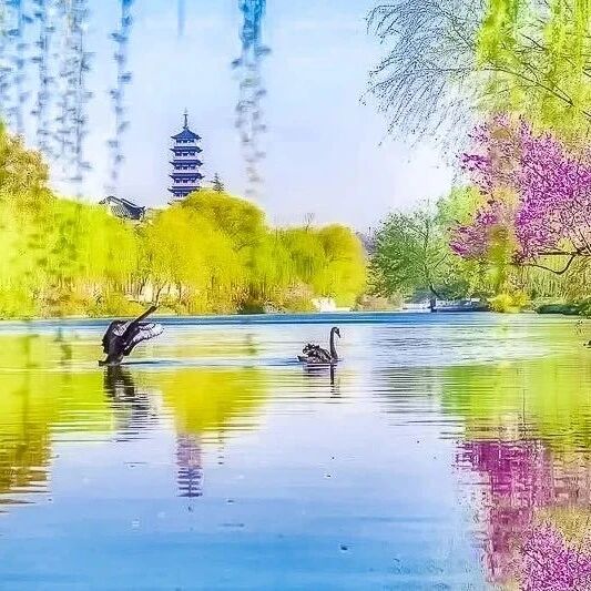 热门活动-清明扬州乌镇｜烟花三月下扬州の兴化油菜花-瘦西湖-何园-乌镇 大巴团