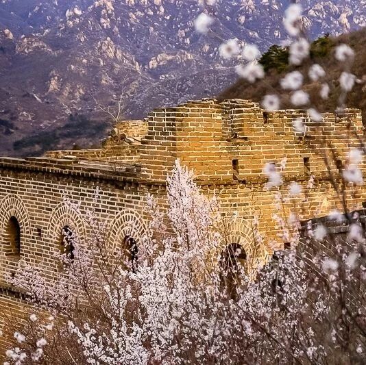 活动封面-鹞子峪 黄花水长城——迎春赏桃花