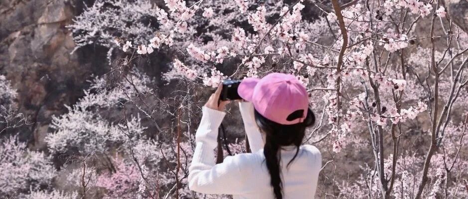 热门活动-三月桃花来 望宝川•东水峪村の带你去看十里桃花（初级）