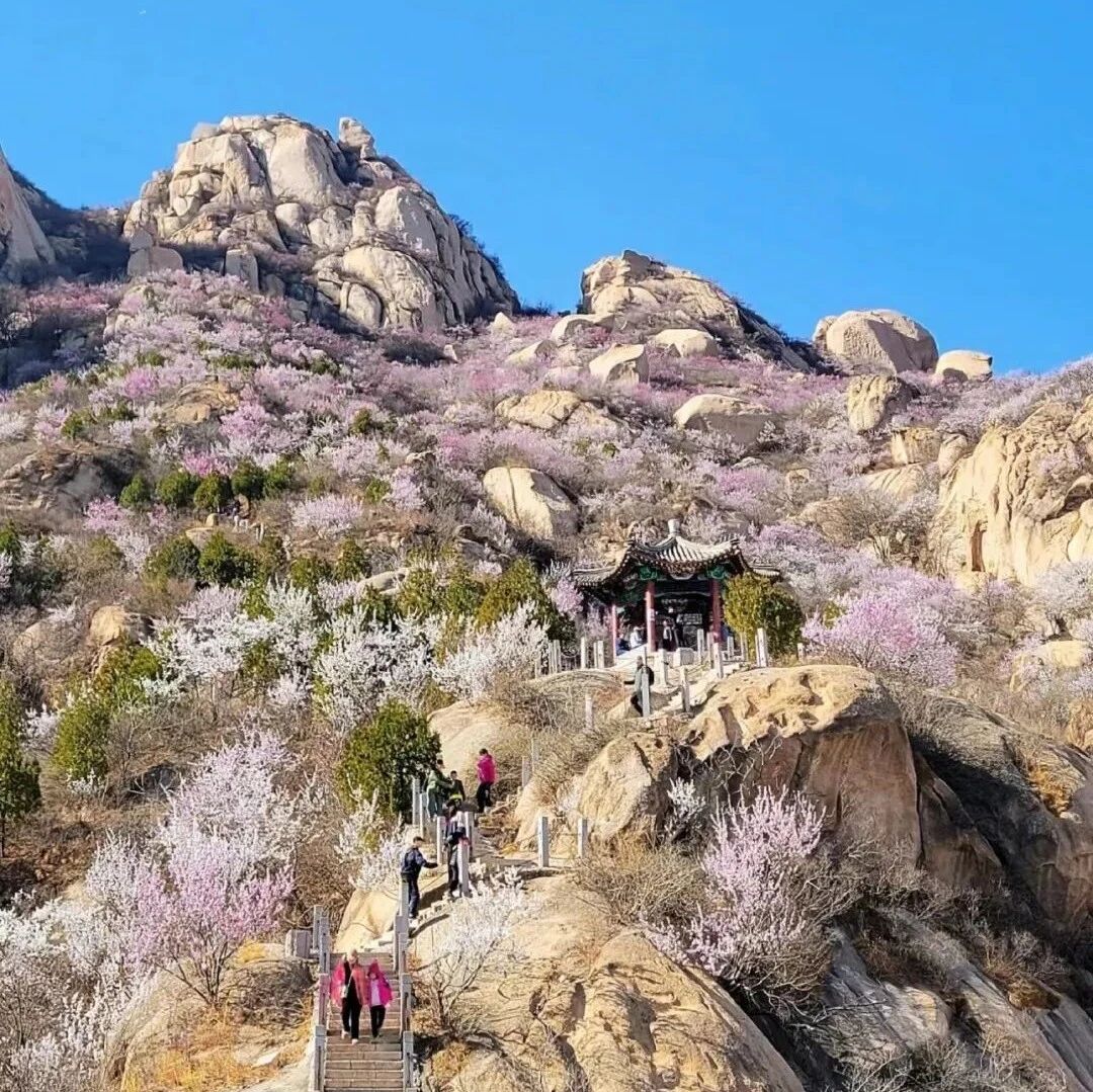 热门活动-【初级】【周四】3月19日：凤凰岭-白虎涧「赏花第一站」