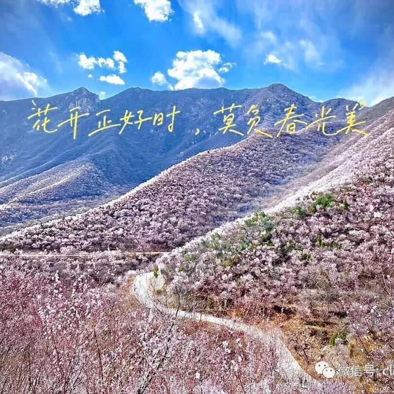 后花园（白虎涧）赏十里挑花！漫山桃花开！[周六、周日]