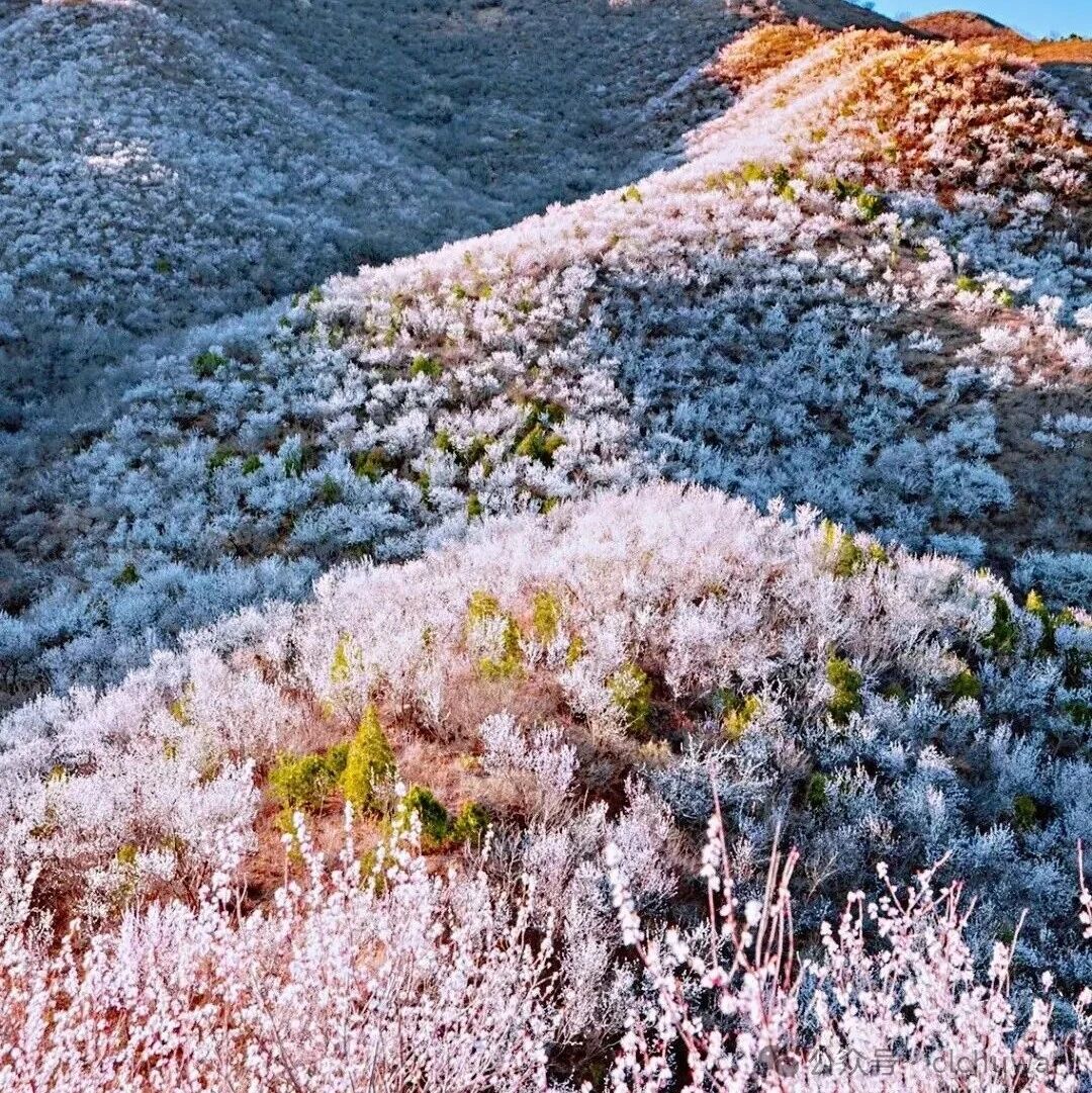 白虎涧-凤凰岭赏花穿越！春花炸裂！桃花海！[周六、周日]